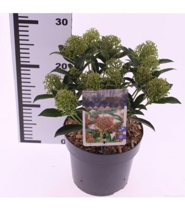 Skimmia