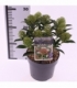 Skimmia