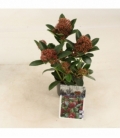 Skimmia