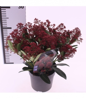 Skimmia