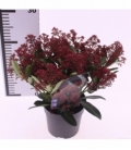 Skimmia