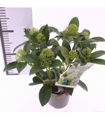 Skimmia