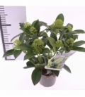Skimmia