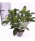 Skimmia
