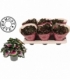 Begonia