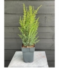 Juniperus