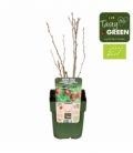 Ribes