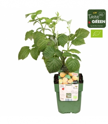 Rubus