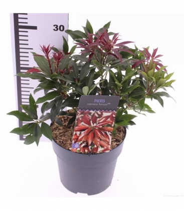 Pieris