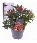 Pieris