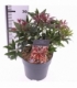 Pieris