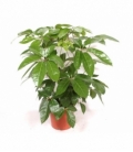 Schefflera