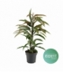 Ficus