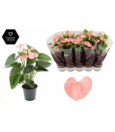 Anthurium
