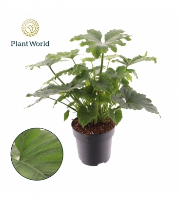 Philodendron