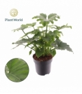 Philodendron