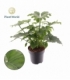 Philodendron