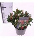 Skimmia