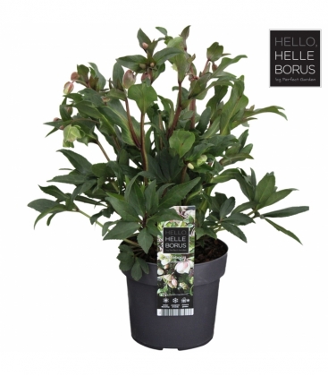 Helleborus