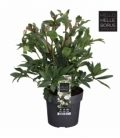 Helleborus