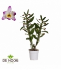 Dendr.