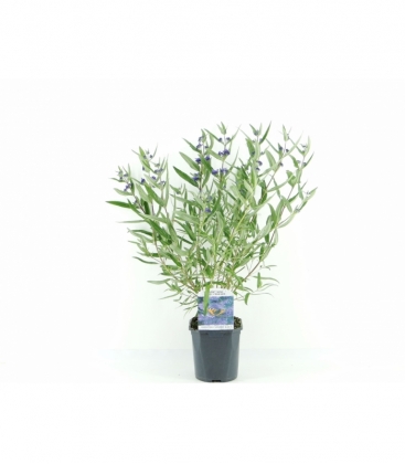 Caryopteris