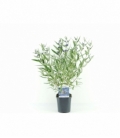 Caryopteris
