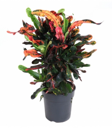 Croton