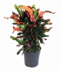 Croton