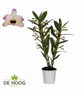 Dendr.