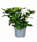 Gardenia