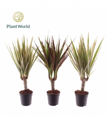 Dracaena