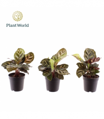 Calathea