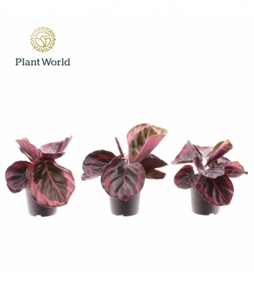 Calathea