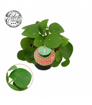 Pilea