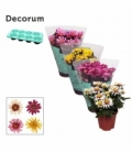 Chrysanthemum