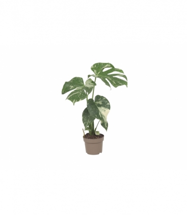 Monstera