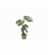 Monstera