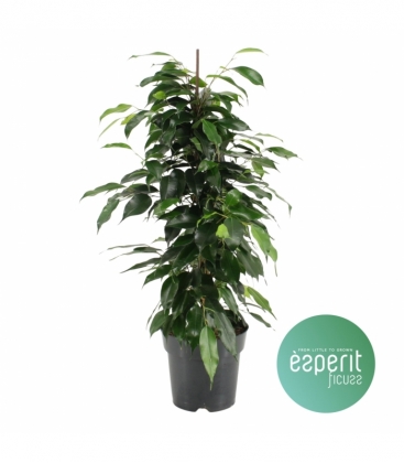 Ficus