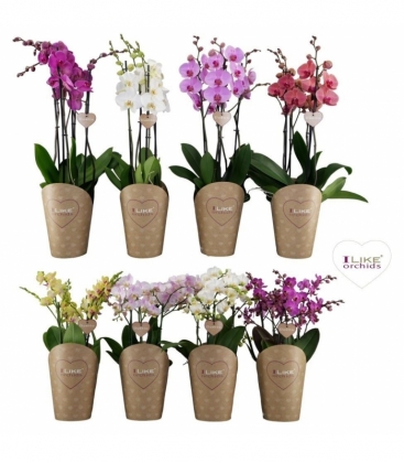 Phalaenopsis