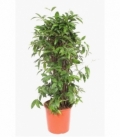 Dracaena