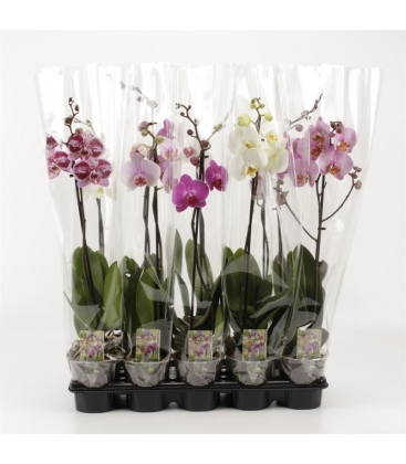 Phalaenopsis