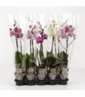 Phalaenopsis