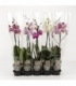 Phalaenopsis