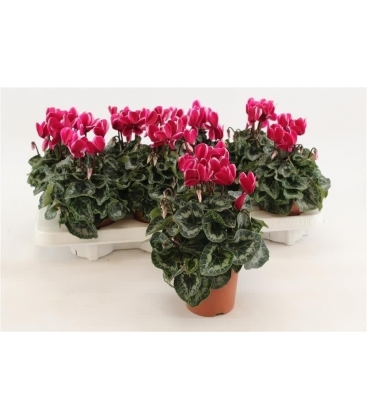 Cyclamen