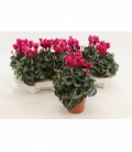 Cyclamen