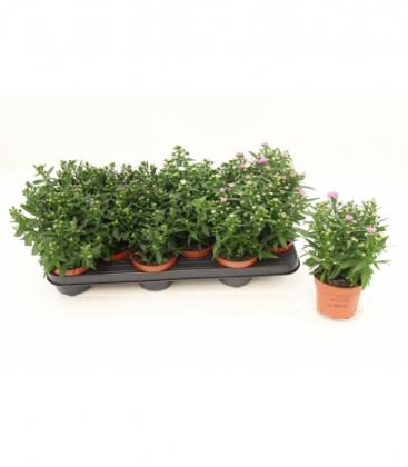Aster
