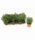Aster