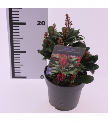 Skimmia