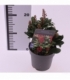 Skimmia